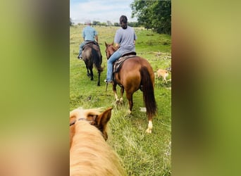 American Quarter Horse, Castrone, 7 Anni, 150 cm, Sauro ciliegia