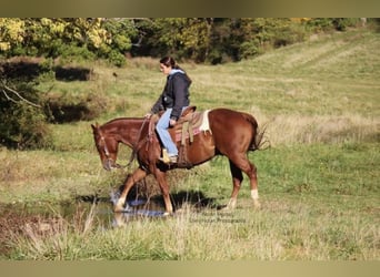 American Quarter Horse, Castrone, 7 Anni, 150 cm, Sauro ciliegia