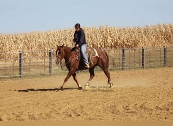 American Quarter Horse, Castrone, 7 Anni, 150 cm, Sauro ciliegia