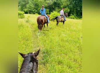 American Quarter Horse, Castrone, 7 Anni, 150 cm, Sauro ciliegia