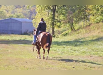 American Quarter Horse, Castrone, 7 Anni, 150 cm, Sauro ciliegia