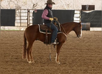 American Quarter Horse, Castrone, 7 Anni, 150 cm, Sauro ciliegia