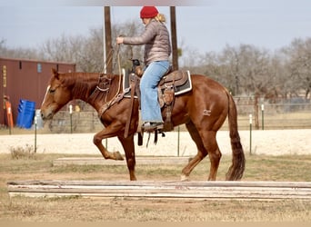 American Quarter Horse, Castrone, 7 Anni, 150 cm, Sauro ciliegia