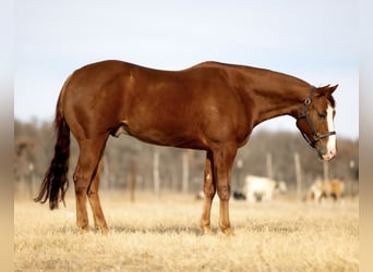 American Quarter Horse, Castrone, 7 Anni, 150 cm, Sauro ciliegia