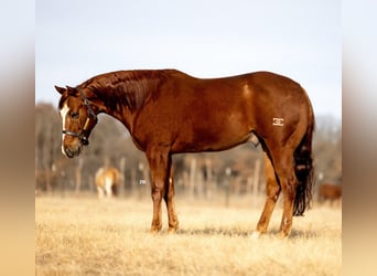 American Quarter Horse, Castrone, 7 Anni, 150 cm, Sauro ciliegia