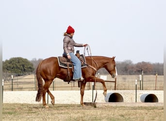 American Quarter Horse, Castrone, 7 Anni, 150 cm, Sauro ciliegia