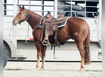 American Quarter Horse, Castrone, 7 Anni, 150 cm, Sauro ciliegia