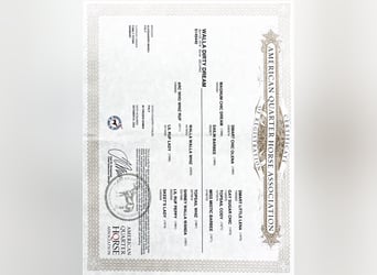 American Quarter Horse, Castrone, 7 Anni, 150 cm, Sauro scuro