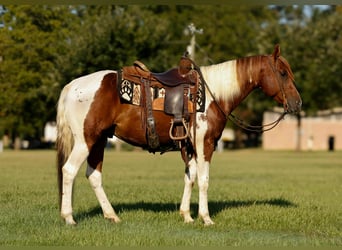 American Quarter Horse, Castrone, 7 Anni, 150 cm, Tobiano-tutti i colori
