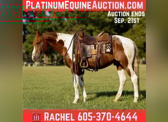 American Quarter Horse, Castrone, 7 Anni, 150 cm, Tobiano-tutti i colori