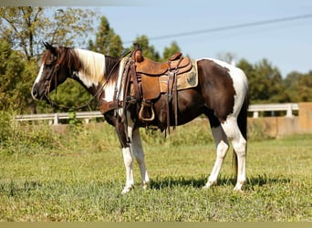 American Quarter Horse, Castrone, 7 Anni, 150 cm, Tobiano-tutti i colori