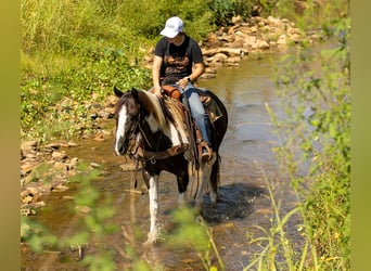 American Quarter Horse, Castrone, 7 Anni, 150 cm, Tobiano-tutti i colori