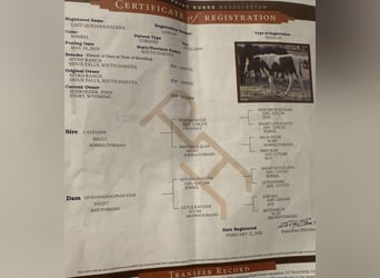 American Quarter Horse, Castrone, 7 Anni, 150 cm, Tobiano-tutti i colori