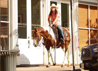 American Quarter Horse, Castrone, 7 Anni, 150 cm, Tobiano-tutti i colori