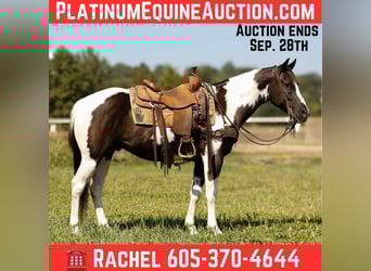 American Quarter Horse, Castrone, 7 Anni, 150 cm, Tobiano-tutti i colori
