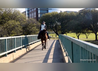 American Quarter Horse, Castrone, 7 Anni, 152 cm, Baio ciliegia