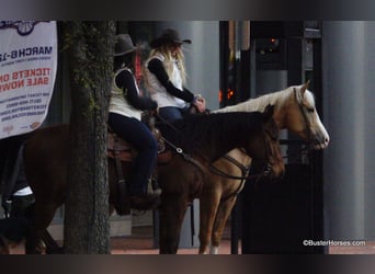 American Quarter Horse, Castrone, 7 Anni, 152 cm, Baio ciliegia