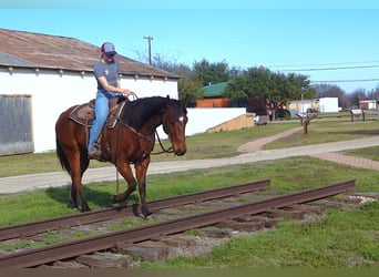 American Quarter Horse, Castrone, 7 Anni, 152 cm, Baio ciliegia