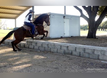 American Quarter Horse, Castrone, 7 Anni, 152 cm, Baio ciliegia