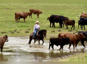 American Quarter Horse, Castrone, 7 Anni, 152 cm, Baio ciliegia