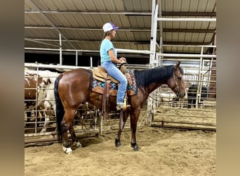 American Quarter Horse, Castrone, 7 Anni, 152 cm, Baio ciliegia