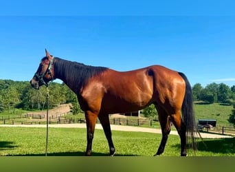 American Quarter Horse, Castrone, 7 Anni, 152 cm, Baio ciliegia