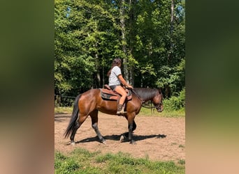 American Quarter Horse, Castrone, 7 Anni, 152 cm, Baio ciliegia