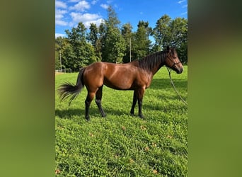 American Quarter Horse, Castrone, 7 Anni, 152 cm, Baio ciliegia