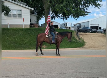American Quarter Horse, Castrone, 7 Anni, 152 cm, Baio ciliegia