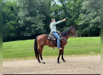 American Quarter Horse, Castrone, 7 Anni, 152 cm, Baio ciliegia