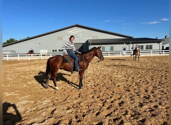 American Quarter Horse, Castrone, 7 Anni, 152 cm, Baio ciliegia