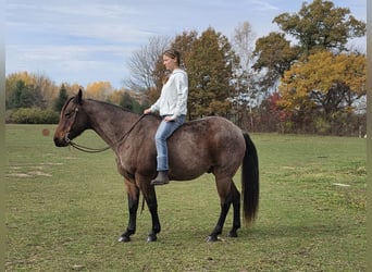 American Quarter Horse, Castrone, 7 Anni, 152 cm, Baio roano