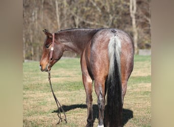 American Quarter Horse, Castrone, 7 Anni, 152 cm, Baio roano