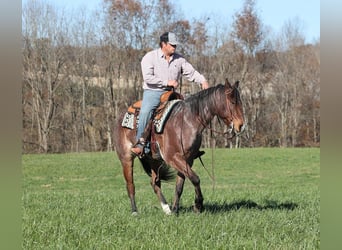 American Quarter Horse, Castrone, 7 Anni, 152 cm, Baio roano