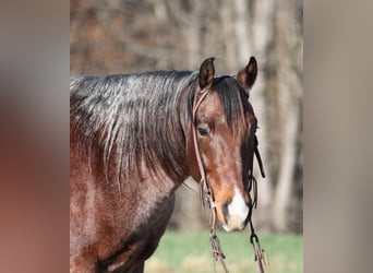 American Quarter Horse, Castrone, 7 Anni, 152 cm, Baio roano