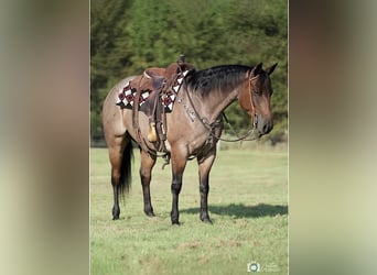 American Quarter Horse, Castrone, 7 Anni, 152 cm, Baio roano