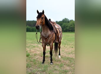 American Quarter Horse, Castrone, 7 Anni, 152 cm, Baio roano