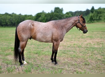 American Quarter Horse, Castrone, 7 Anni, 152 cm, Baio roano