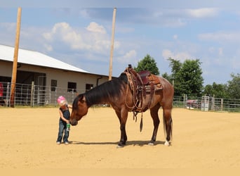 American Quarter Horse, Castrone, 7 Anni, 152 cm, Baio roano