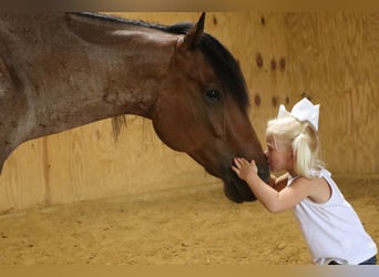 American Quarter Horse, Castrone, 7 Anni, 152 cm, Baio roano