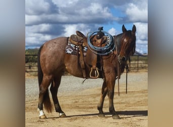 American Quarter Horse, Castrone, 7 Anni, 152 cm, Baio roano