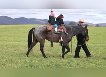 American Quarter Horse Mix, Castrone, 7 Anni, 152 cm, Baio roano