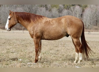 American Quarter Horse, Castrone, 7 Anni, 152 cm, Falbo