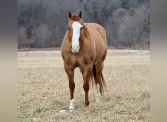 American Quarter Horse, Castrone, 7 Anni, 152 cm, Falbo