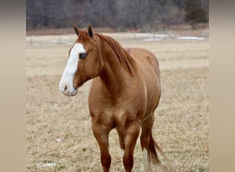 American Quarter Horse, Castrone, 7 Anni, 152 cm, Falbo