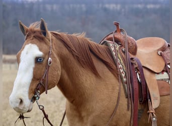 American Quarter Horse, Castrone, 7 Anni, 152 cm, Falbo