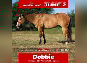 American Quarter Horse, Castrone, 7 Anni, 152 cm, Falbo