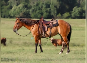 American Quarter Horse, Castrone, 7 Anni, 152 cm, Falbo