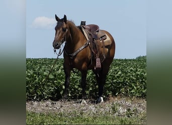 American Quarter Horse, Castrone, 7 Anni, 152 cm, Falbo