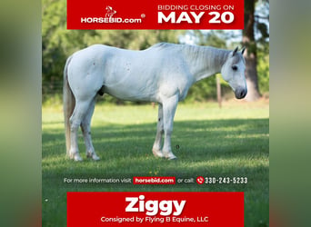 American Quarter Horse, Castrone, 7 Anni, 152 cm, Grigio